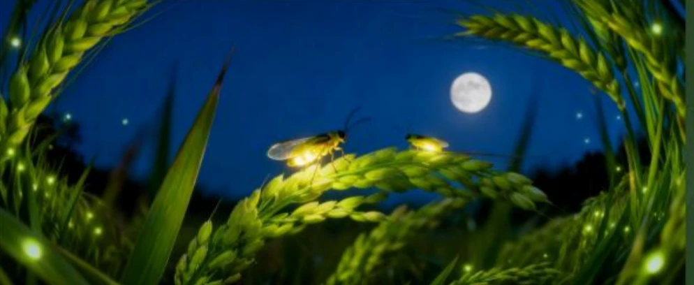 Fireflies among rice plants in a moonlit animation scene.