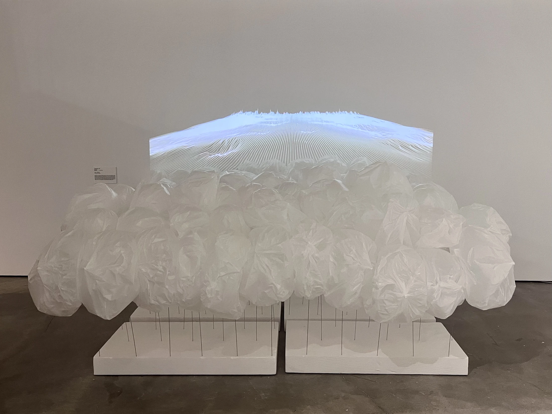 Sea Flower — installation view.